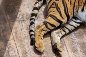 Detailed close-up of a tiger's legs and tail on a wooden surface, showcasing its distinctive stripes.