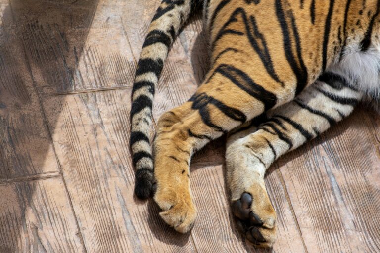 Detailed close-up of a tiger's legs and tail on a wooden surface, showcasing its distinctive stripes.