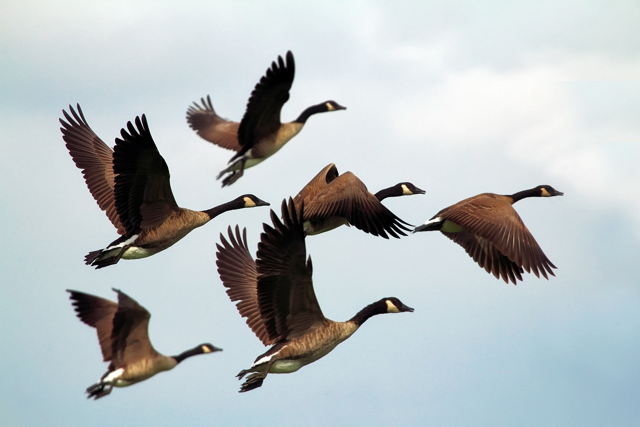 geese, birds, flock, nature, wildlife, flying, formation, animals, wings